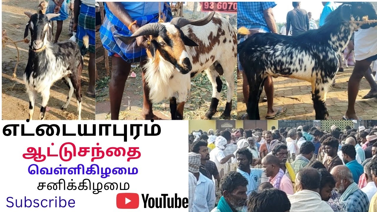 @எட்டையாபுரம் ஆட்டுசந்தை. வெள்ளி,சனிகிழமை மற்றும்  சந்தை நிலவரம். 