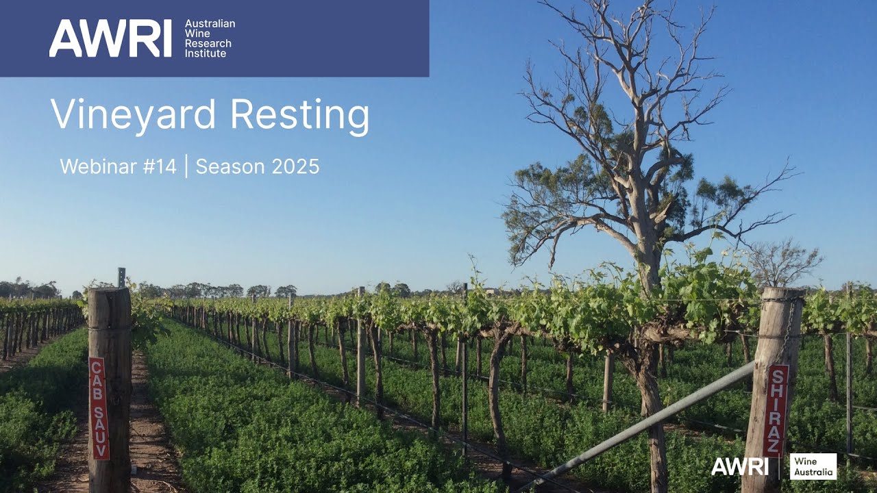 Vineyard Resting
