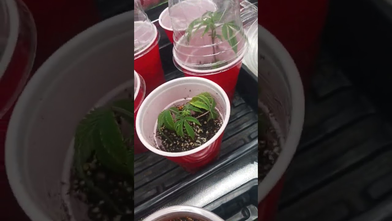3rd coast genetics Oreeoz 1.0 pure Michigan seedlings pineapple whip clones dirty bird brunch v2LC