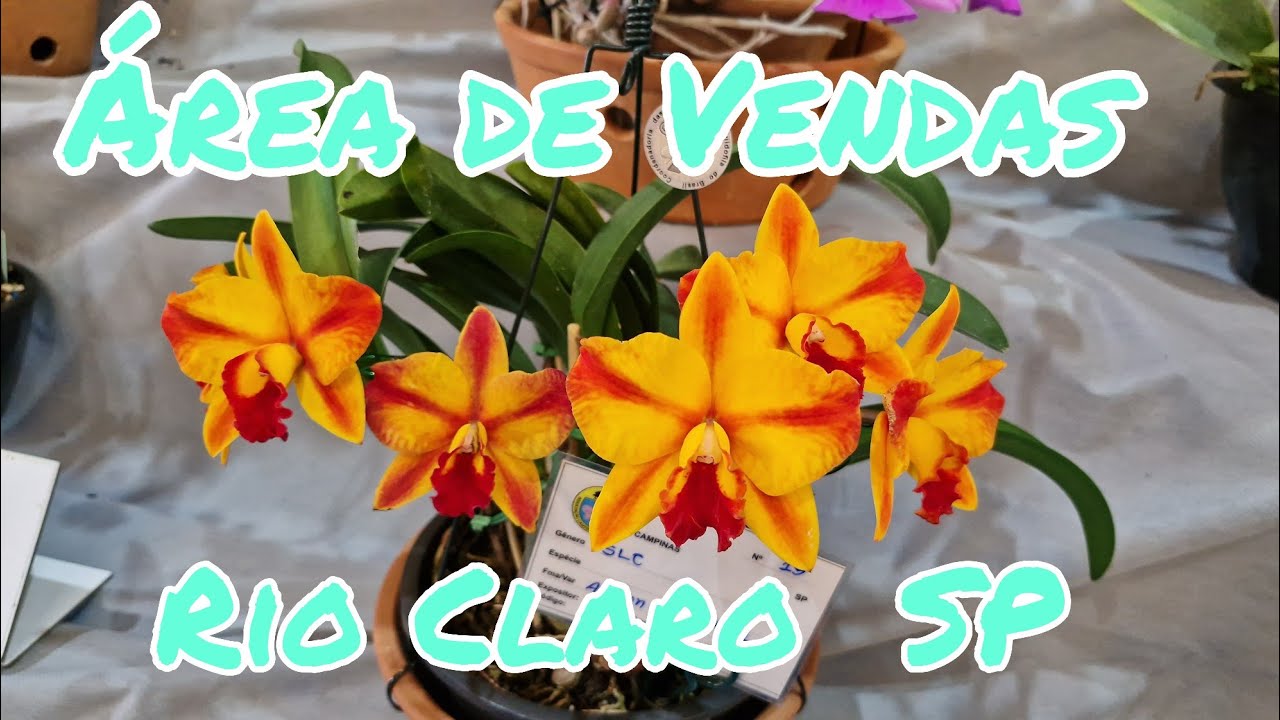 Área de Vendas                               Rio Claro SP   2025