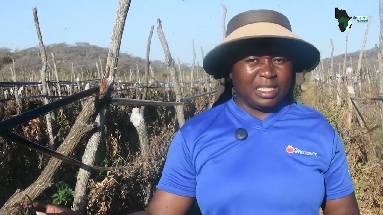 Growing Hope in Zvishavane: A Woman Farmer Fighting Climate Challenges with Cabbages and Tomatoes