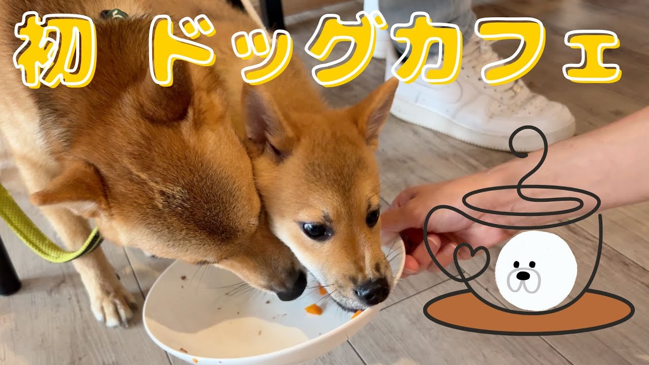1歳の兄と3ヶ月の弟が初ドッグカフェでデートしました💞
