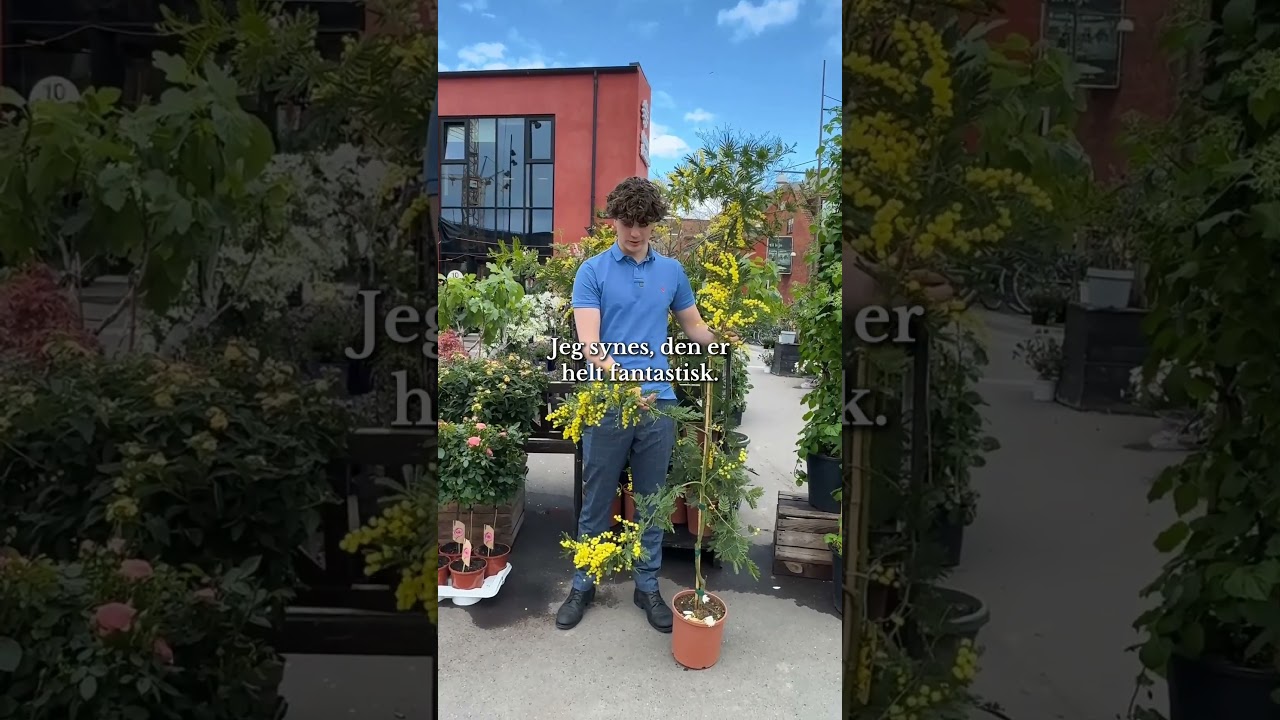 🌼 Mimosa Dealbata &ndash; 149 kr.