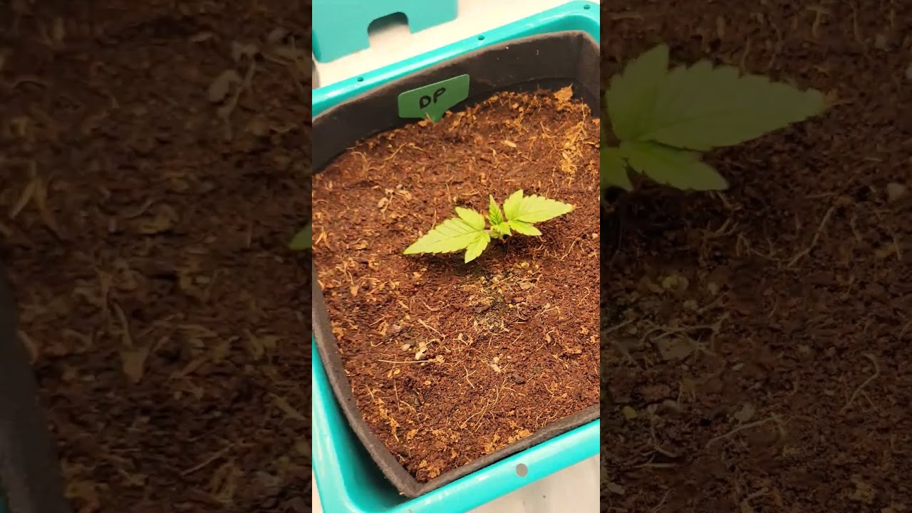 #aircubegrow #aircube #growace #ebbandflow #hydroponics