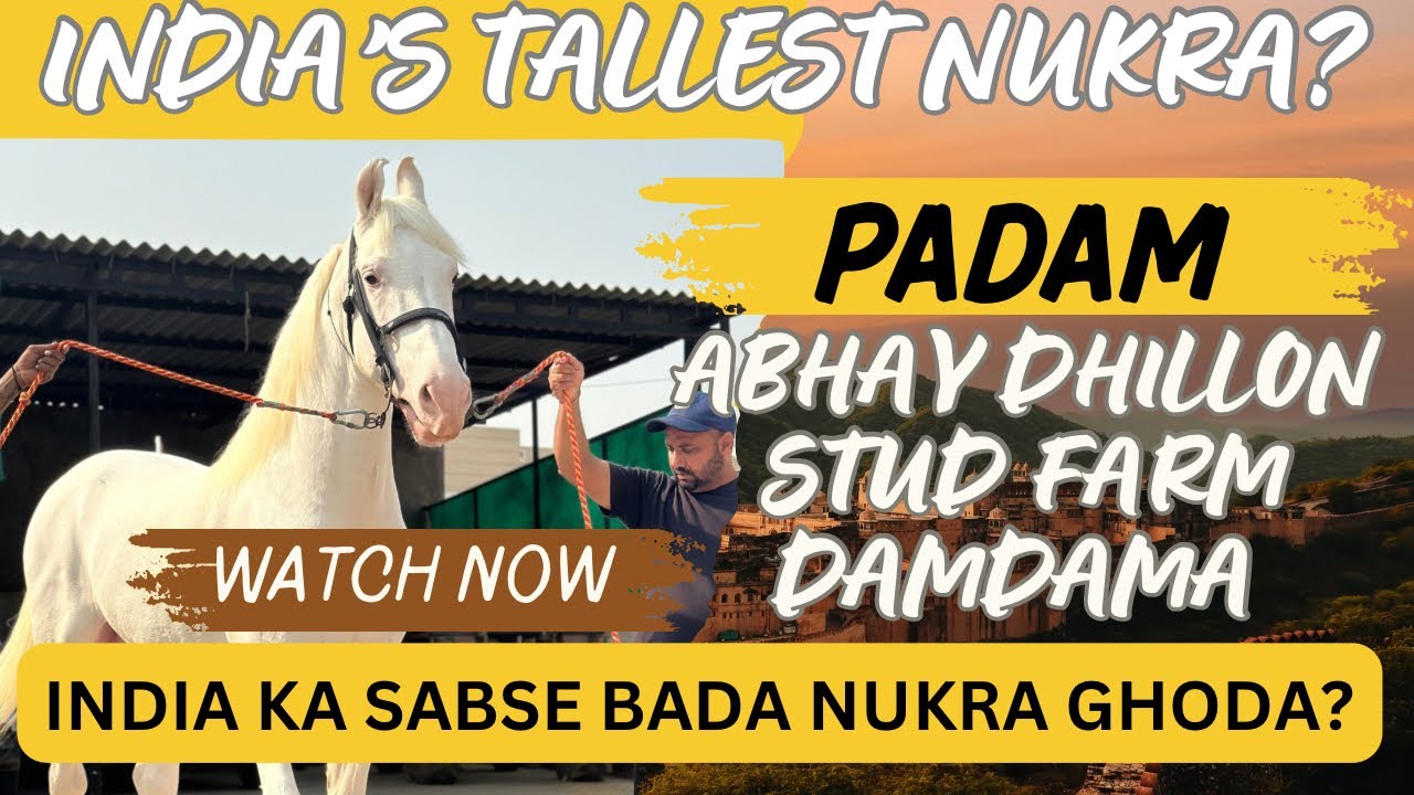 India’s tallest nukra stallion? Stallion Padam || India ka sabse uncha nukra ghoda ? Padam
