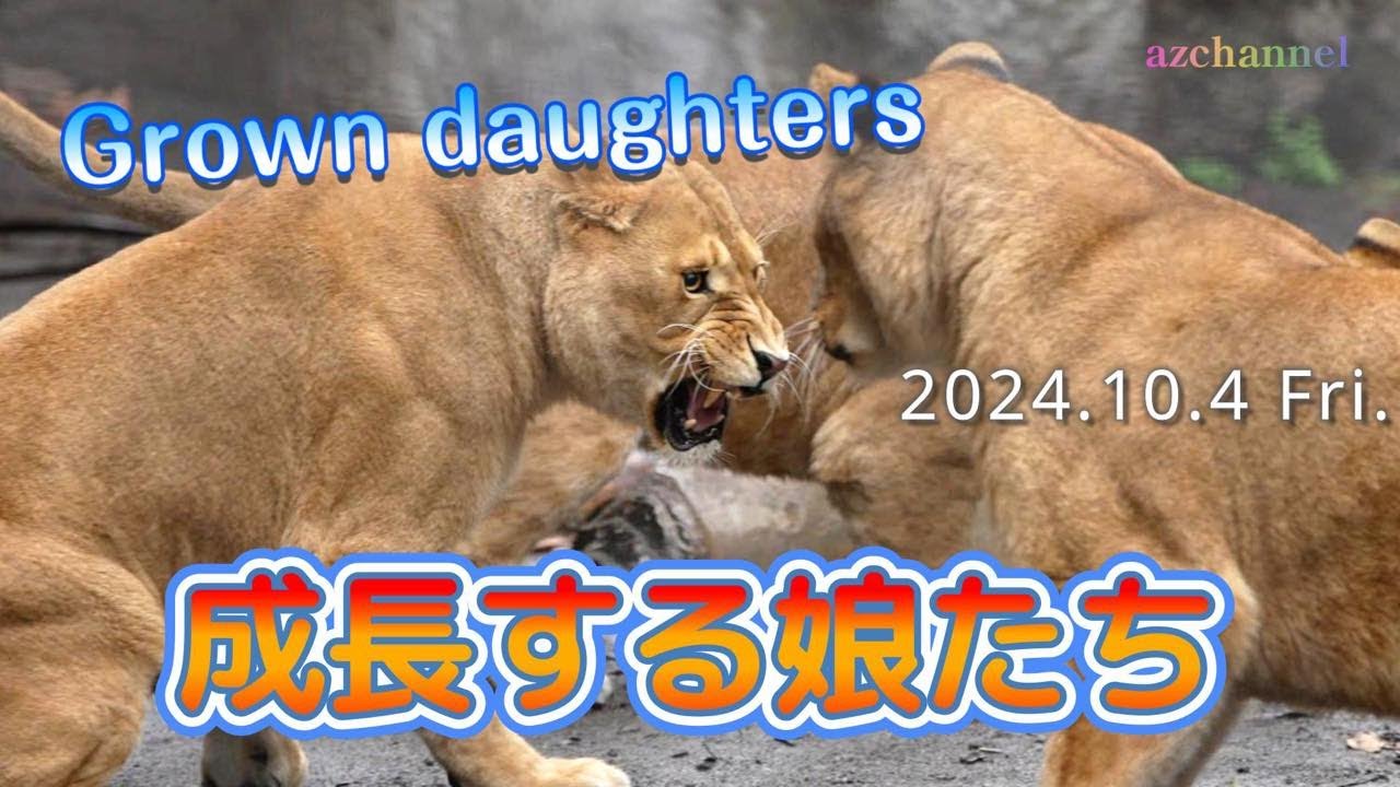 【旭山動物園ライオン】成長した娘たちはどんどんイオに近づく！扉開放のまま、親子で覗く姿が可愛い！✨My daughters grew up just like their mom.