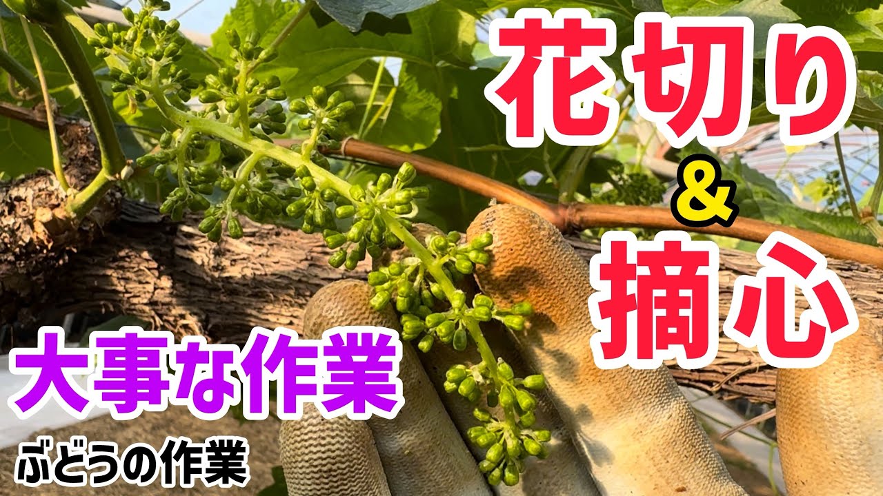 「ぶどうの作業」大事な作業の花切りと摘心を解説（シャインマスカット2024）