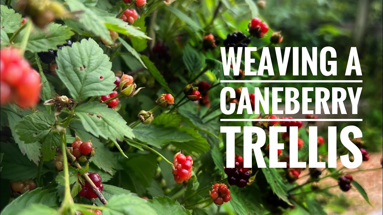 Pruning and/or Training Loganberries: My secrets to growing delicious and healthy plants