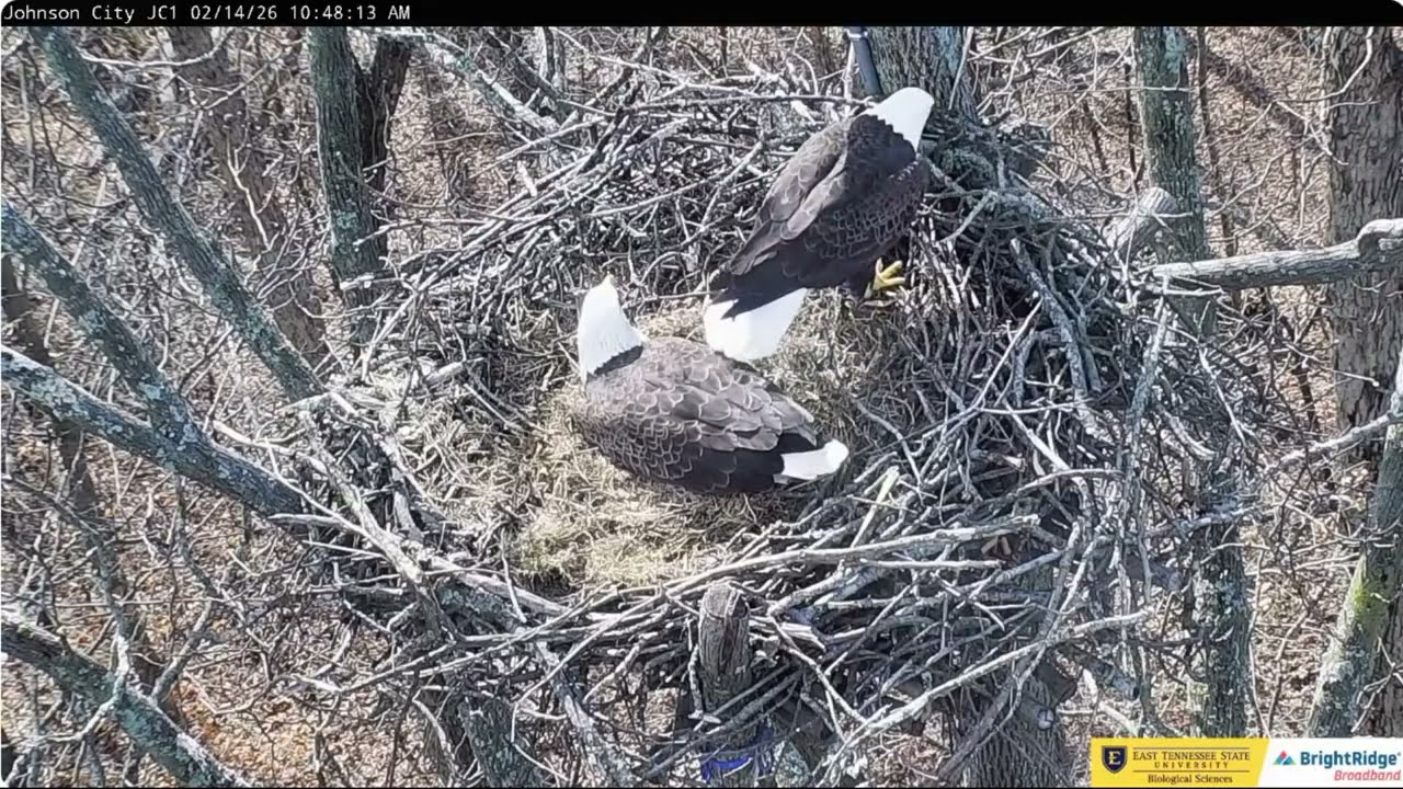 Jolene and Boone, February 14th ETSU Eagle Cameras Johnson City Cam 1 / Cam 3: ETSU Eagle Camera