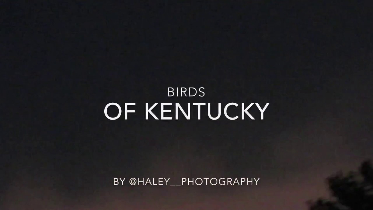 Birds of Kentucky