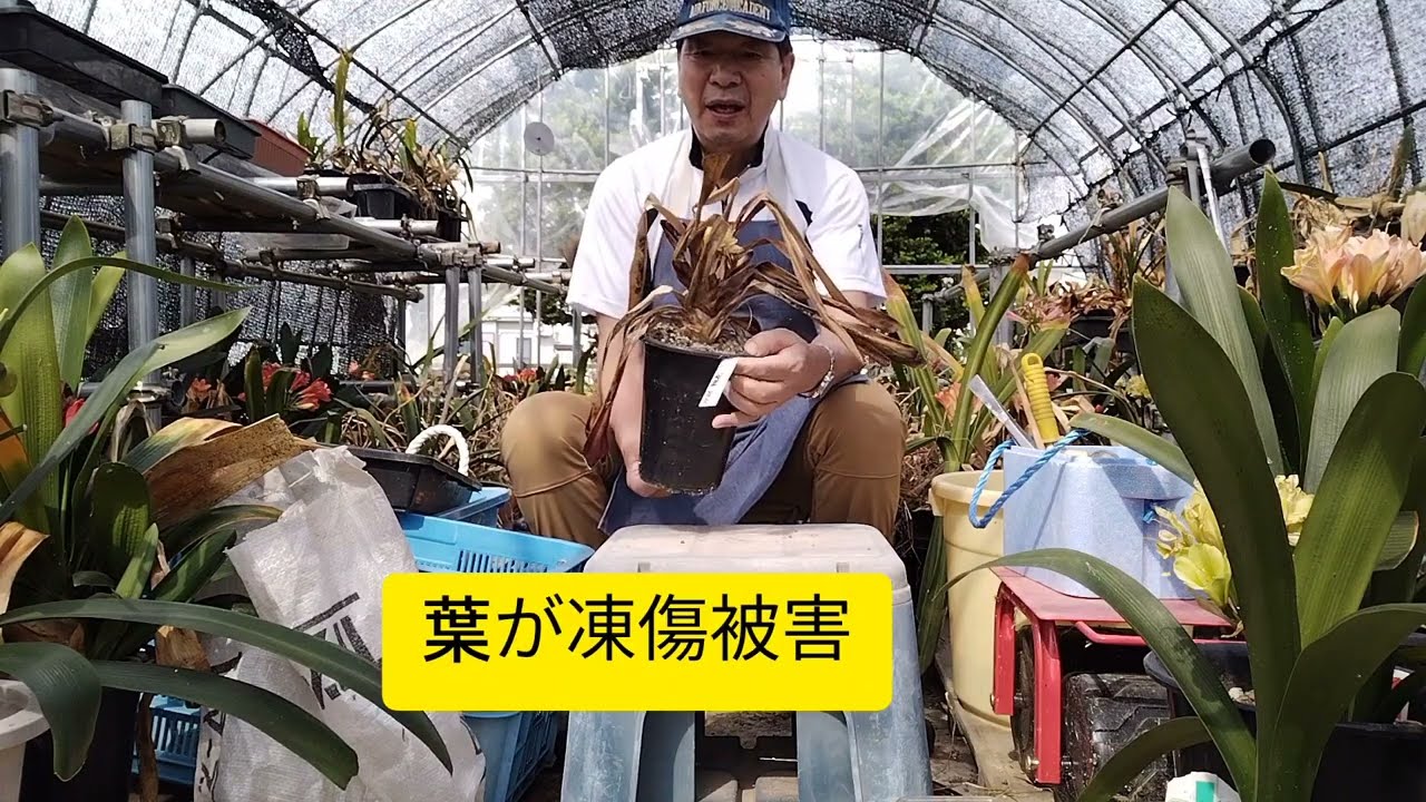 ダメージを受けた君子蘭の救出作戦