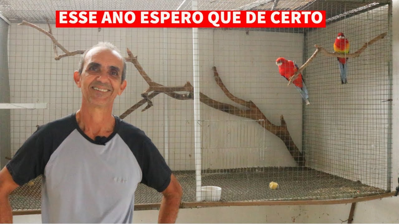 REPRODUÇÃO ROSELAS I VEJA TODAS AS AVES DO CRIATÓRIO