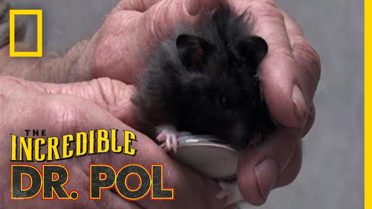 A Hamster Gets a Check-Up | Incredible Dr. Pol