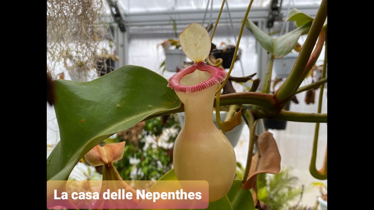 141. NEPENTHES ED HELIAMPHORA DA PAURA IN SERRA FANTASTICA! DIVULGAZIONE NELLE SCUOLE SUPERIORI.