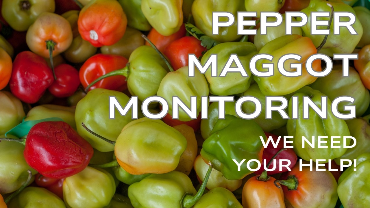 Trial Proposal: Pepper Maggot Monitoring