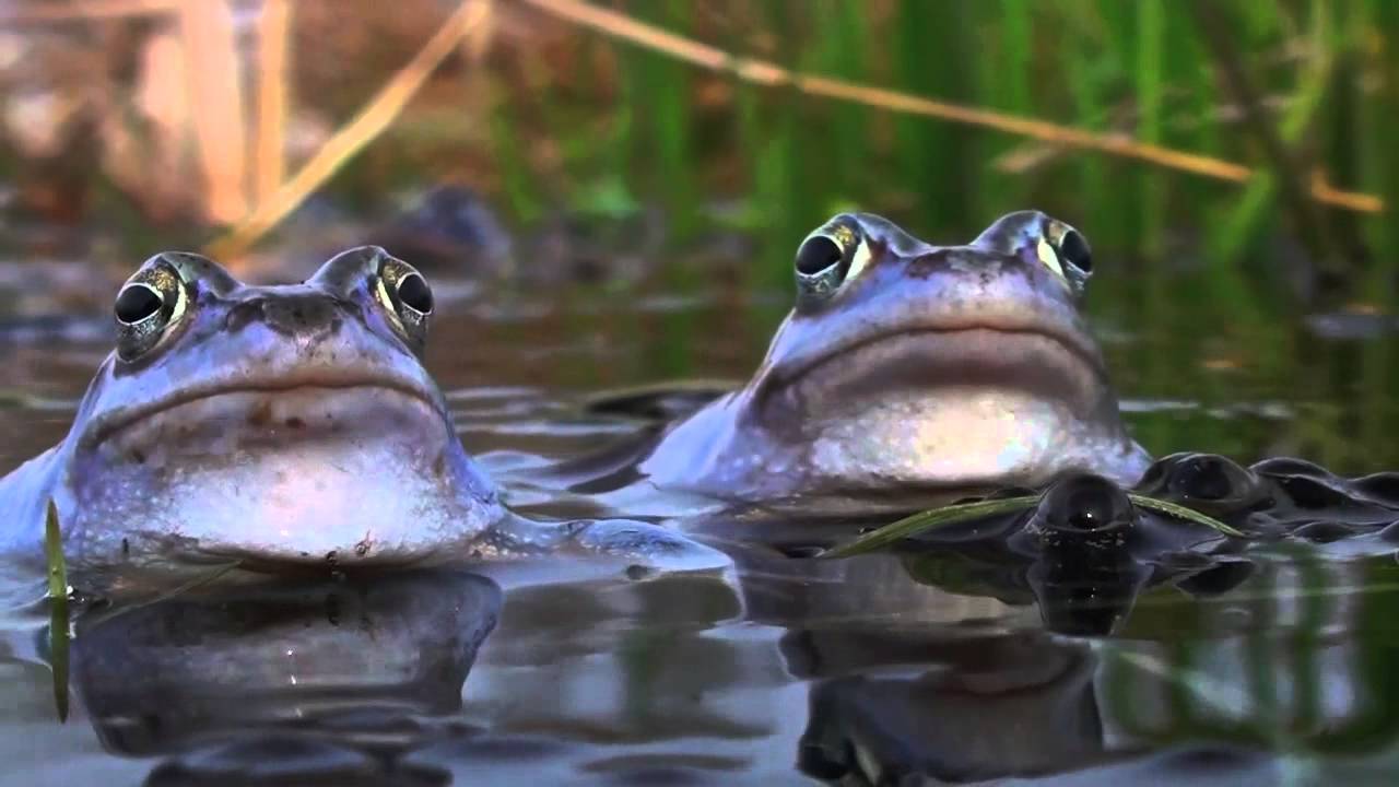 Moor Frogs / Rana Arvalis / BLUE FROG. David Attenborough's opinion