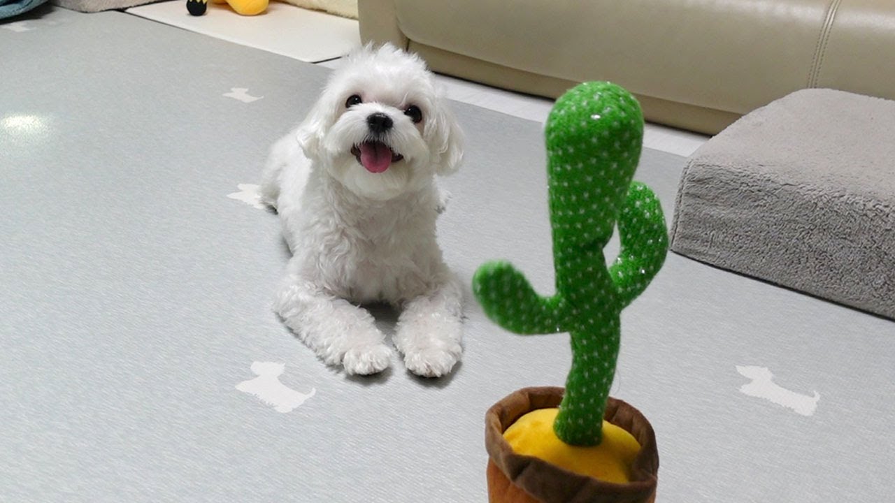 말 따라하는 선인장을 본 강아지 반응에 빵 터졌어요 ㅋㅋ