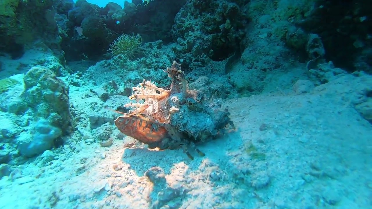 Red Sea Walkman