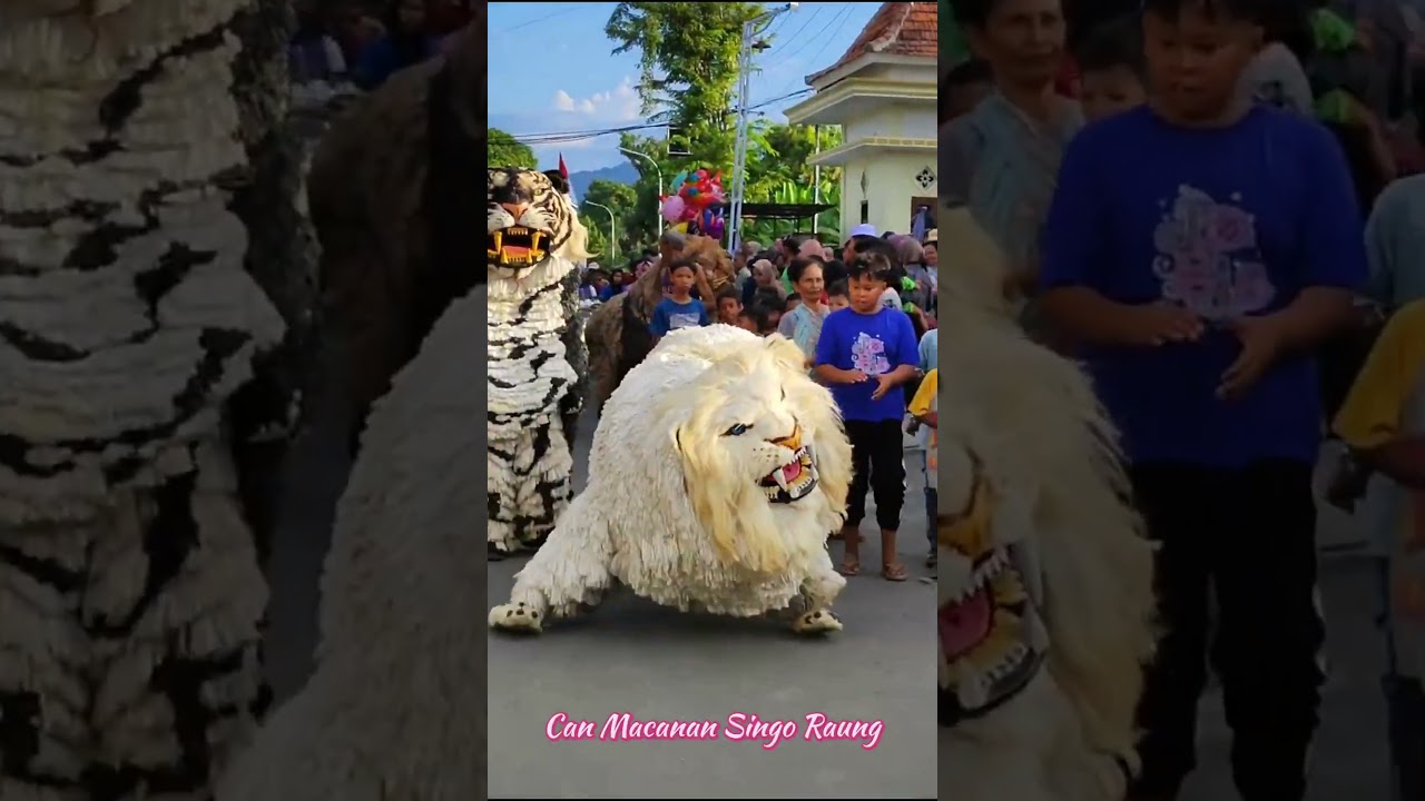 CAN MACANAN SINGO RAUNG 🔥 #shorts #canmacanan #barongan #macanan