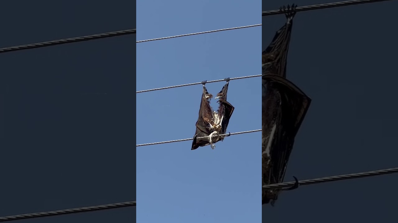A bat on high voltage lines #animals #bat #electricity #electrocuted #batman  #new #viral