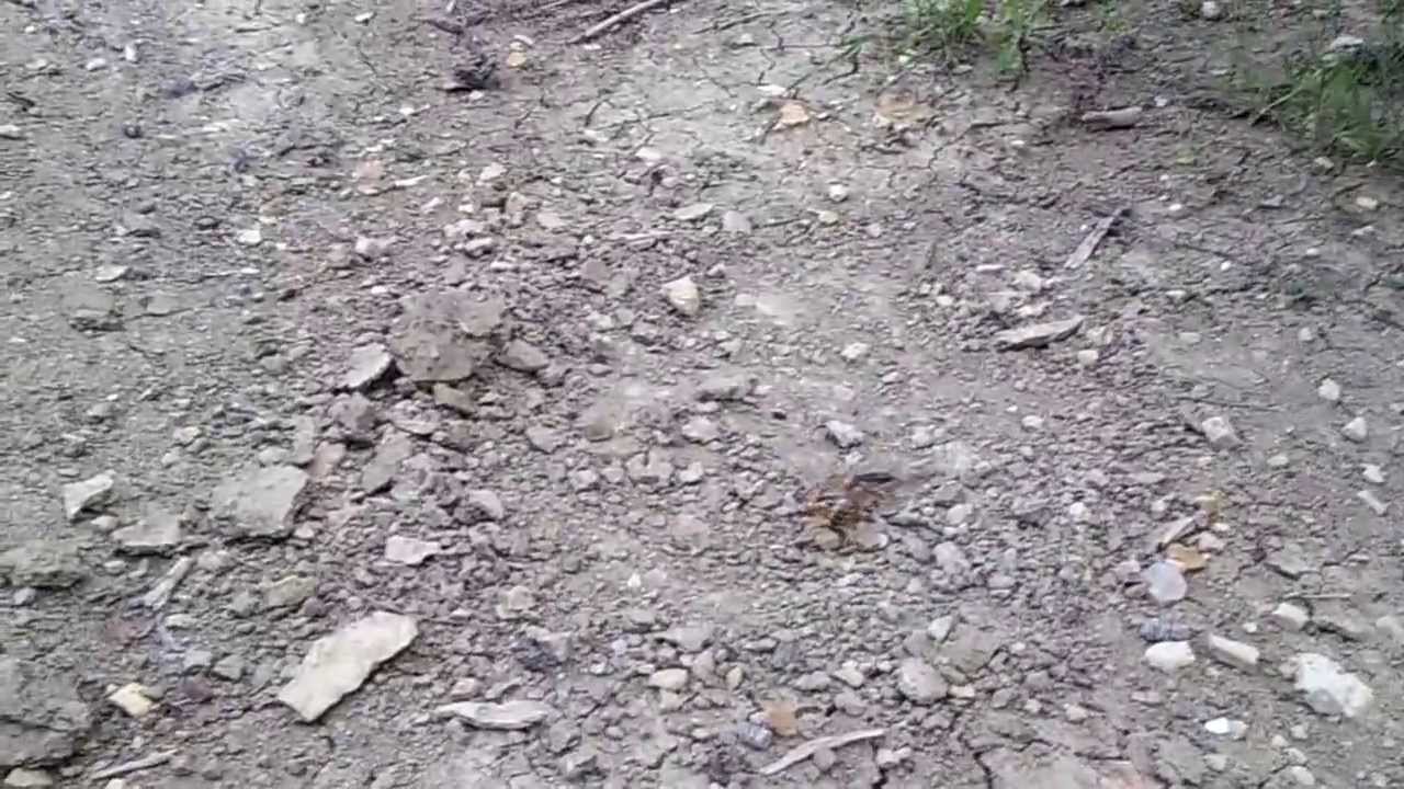 Akrep Saldırıları