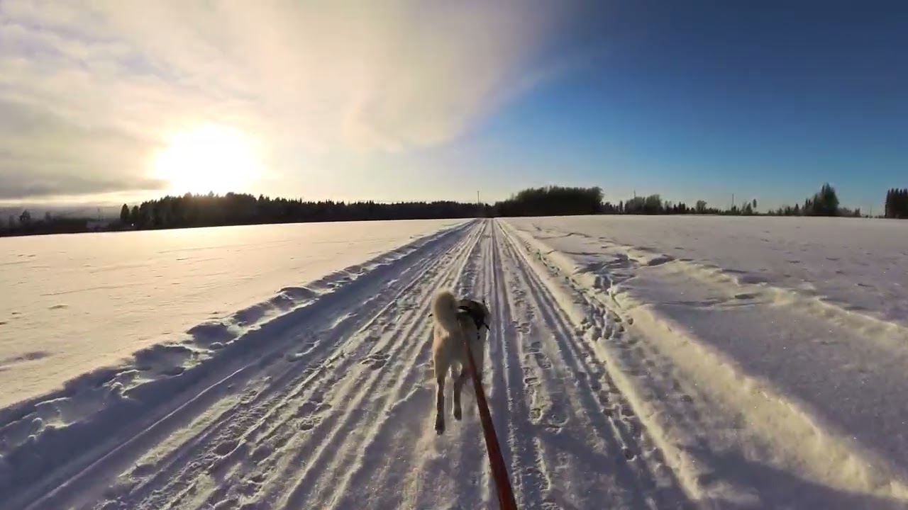 Kicksled Pulled by a Westsiberianlaika Naavi Full Speed!