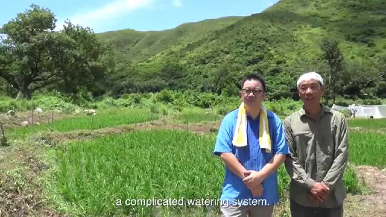 Rice farming in Hong Kong