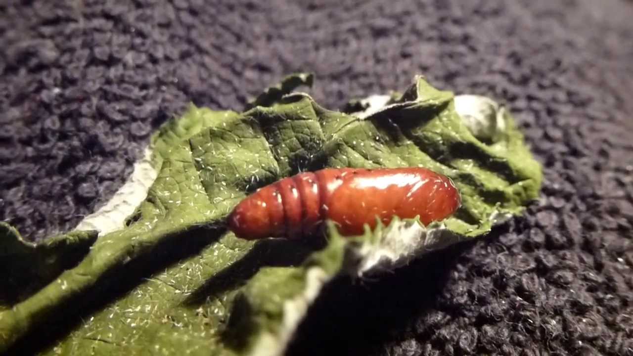 Mythimna vitellina -   Moth pupa - Fi&eth;rildap&uacute;pa - Fi&eth;rildi - L&aacute;gv&aelig;ngja  - Skord&yacute;r