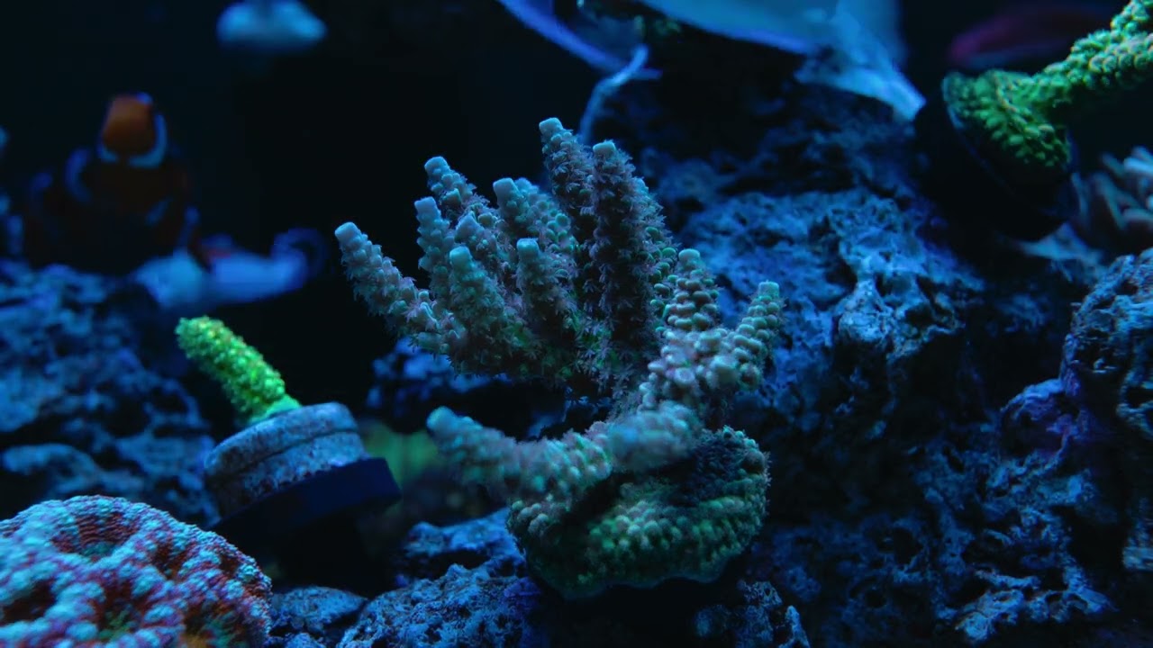 Acropora Tenuis Lady in pink 20260628