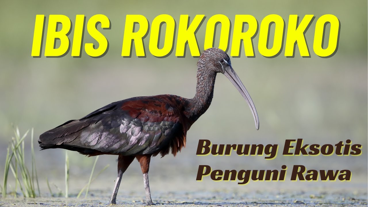 Ibis Rokoroko, Burung Eksotik Penghuni Rawa dan Pembasmi Hama