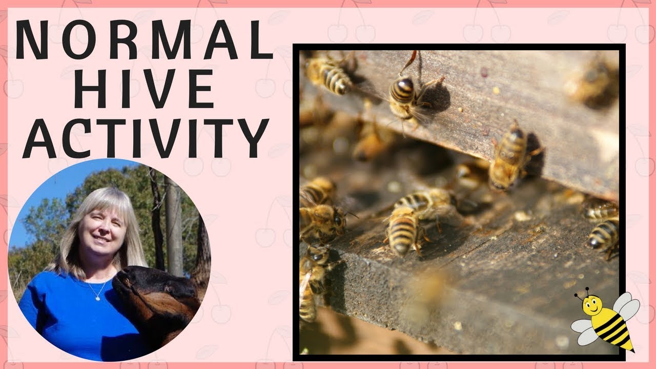 What Normal Bee Foraging Looks Like - Normal Bee Hive Activity