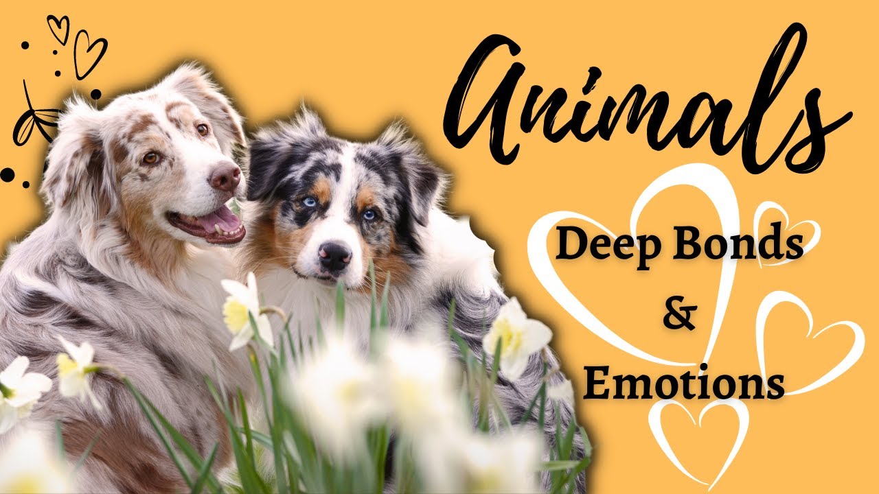 Animals: Deep Bonds & Emotions