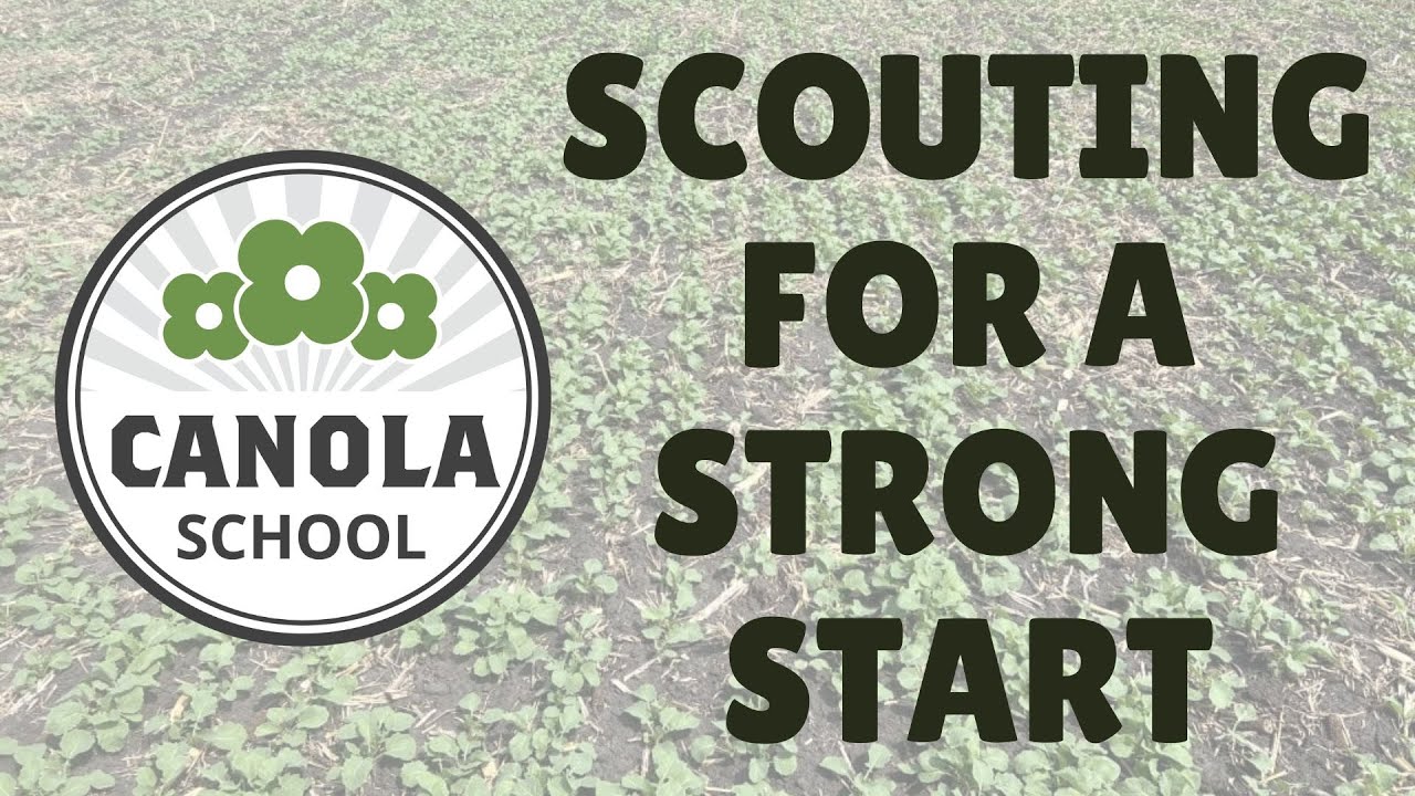 Canola School: From cotyledons to cutworms &mdash; scouting for a strong start