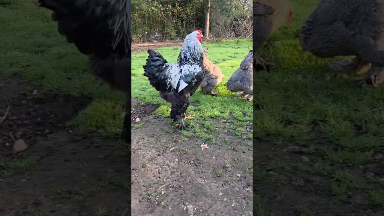 dark brahma chicken 🥰 #shorts #ytshorts #trending #youtubeshorts #brahmachickens