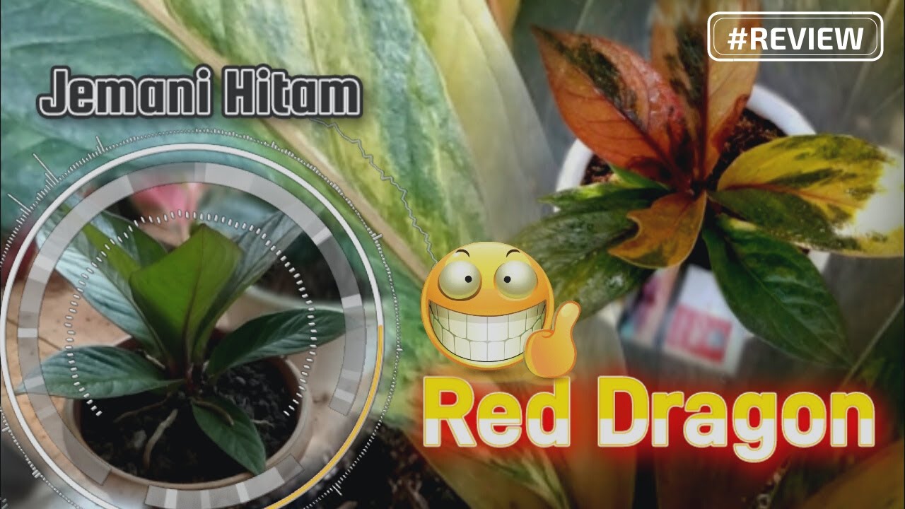 Idaman ‼️ Jemani RED DRAGON & Jemani HITAM | Expo Tanaman Hias 2022 (Kroya - Cilacap)