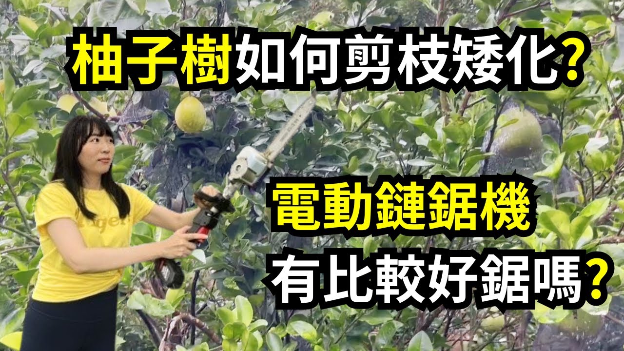 柚子採收完後進行矮化，用電動鏈鋸機修剪樹枝，手不酸還鋸更快 | 阿星種植