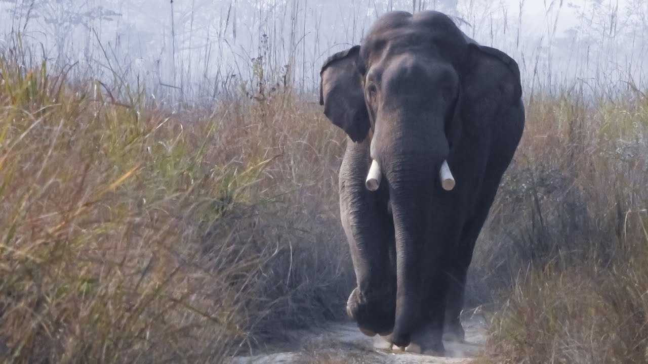 Wild Elephant in chitwan national park - Dhurbe | wild elephant| chitwan national park| nepal