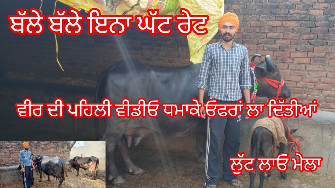 ਤਾਜੀ ਸੂਈ ਵੈੜ ਤਾਜੀ ਸੂਈ ਝੋਟੀ ਮੁੱਲ ਉਡਦੀਆਂ ਵਾਲੇ ਲੁੱਟ ਲਓ ਮੇਲਾ buffalo and cow for sale/cheema dairy farm 