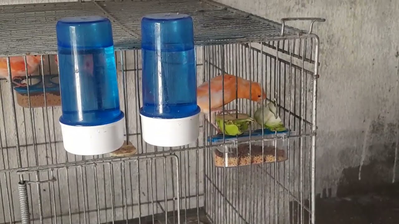 Giló para os canários. 