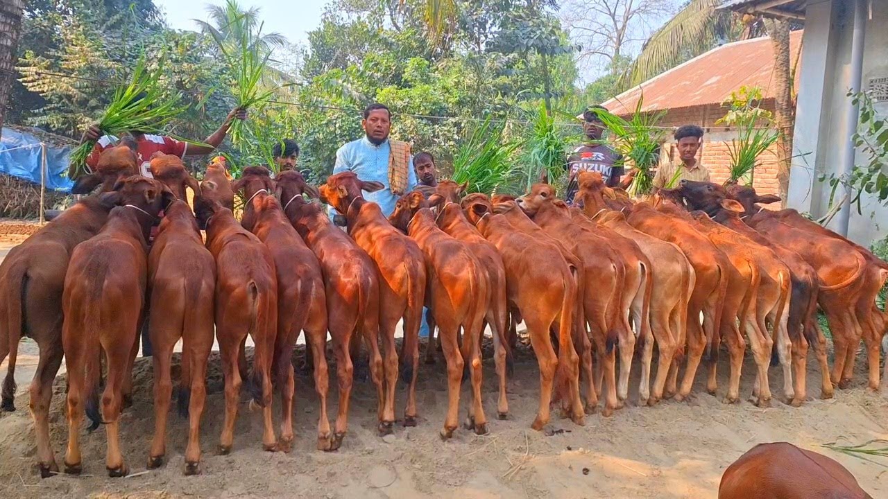 প্রচুর চাহিদা সম্পন্ন শাহীওয়াল জাতের ষাড় বাছুর গরুর প্যাকেজ |দিনাজপুর