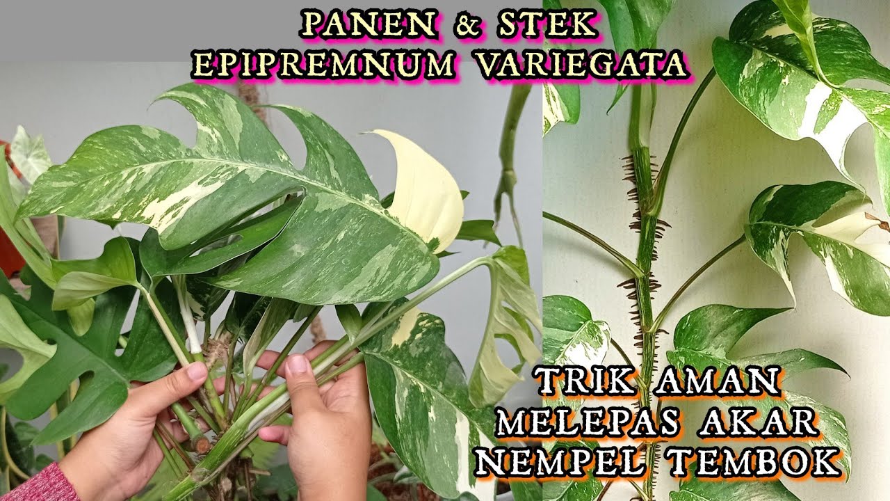 EPIPREMNUM PINNATUM VARIEGATA (PANEN & STEK)