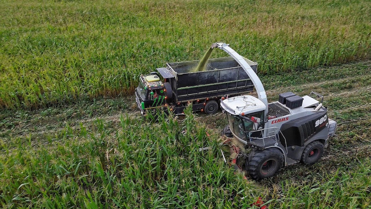 Уборка кукурузы на силос 2024 г. Claas Jaguar 980, 2x Tatra 815, 2x Case IH и New Holland