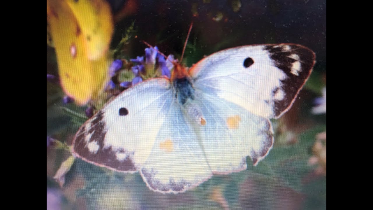 UK Butterfly species you won't see in Herts or Middx
