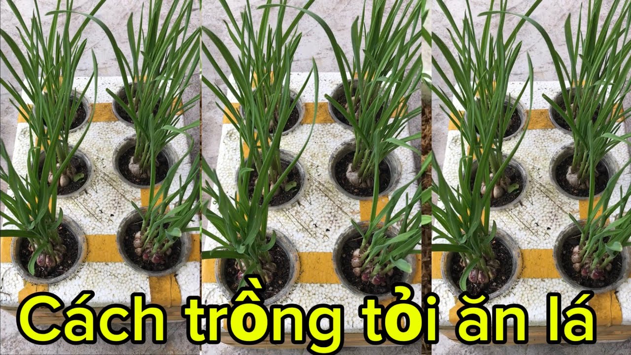 Cách trồng tỏi này chỉ 10 ngày được ăn bạn đã biết chưa?