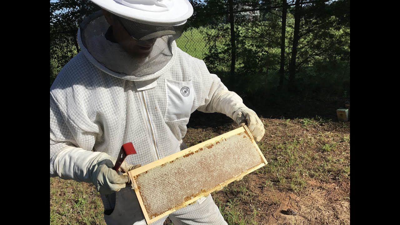 HONEY EXTRACTION - START TO FINISH