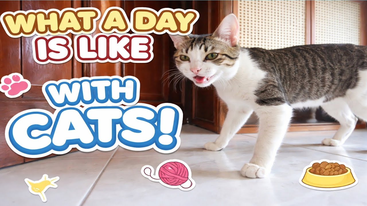 What day is like with cats #chimping #cat