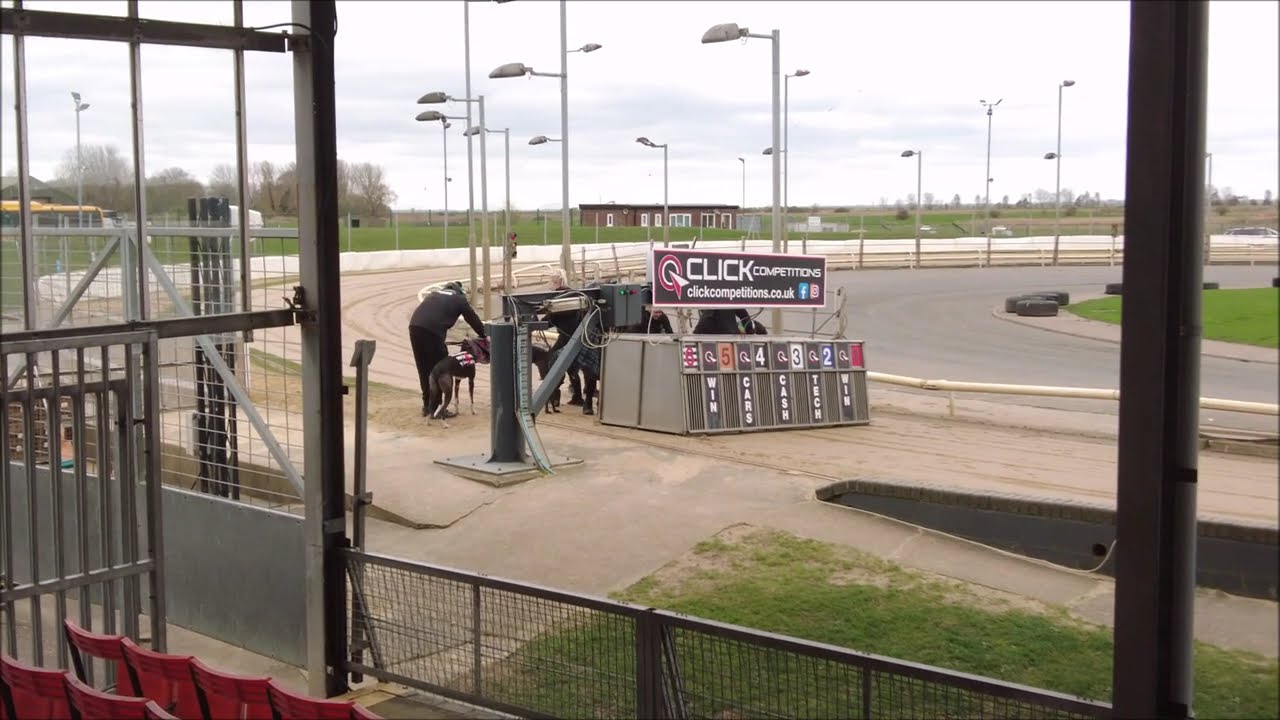 Morning Greyhound Racing GREAT YARMOUTH.