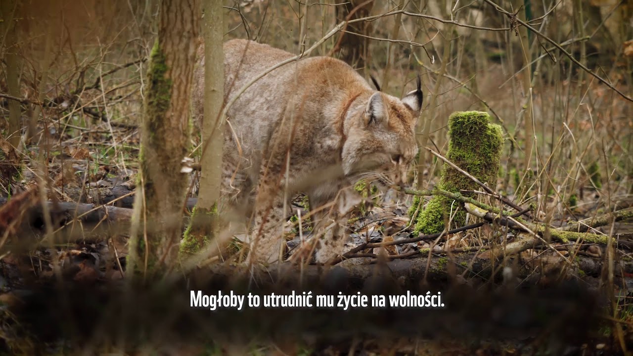 Z odwiedzinami u rysi w Zachodniopomorskim Towarzystwie Przyrodniczym