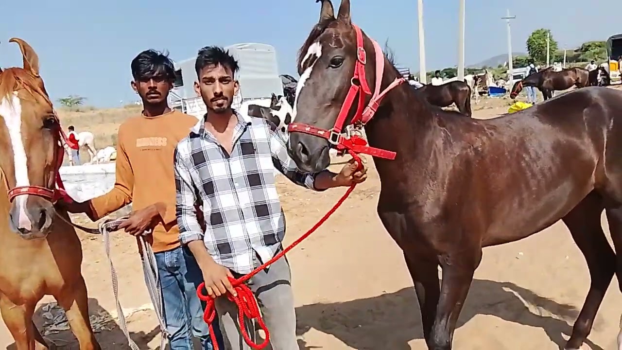 पुष्कर मेले में आई दो लाइन की बच्ची सेल पर जल्दी आओ जल्दी पाओ