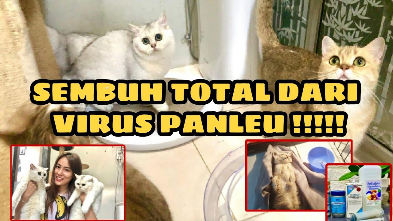 KUCING SULTAN SEMBUH DARI VIRUS MEMATIKAN